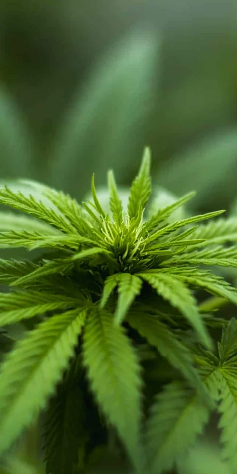 Close-up of a therapeutic cannabis plant