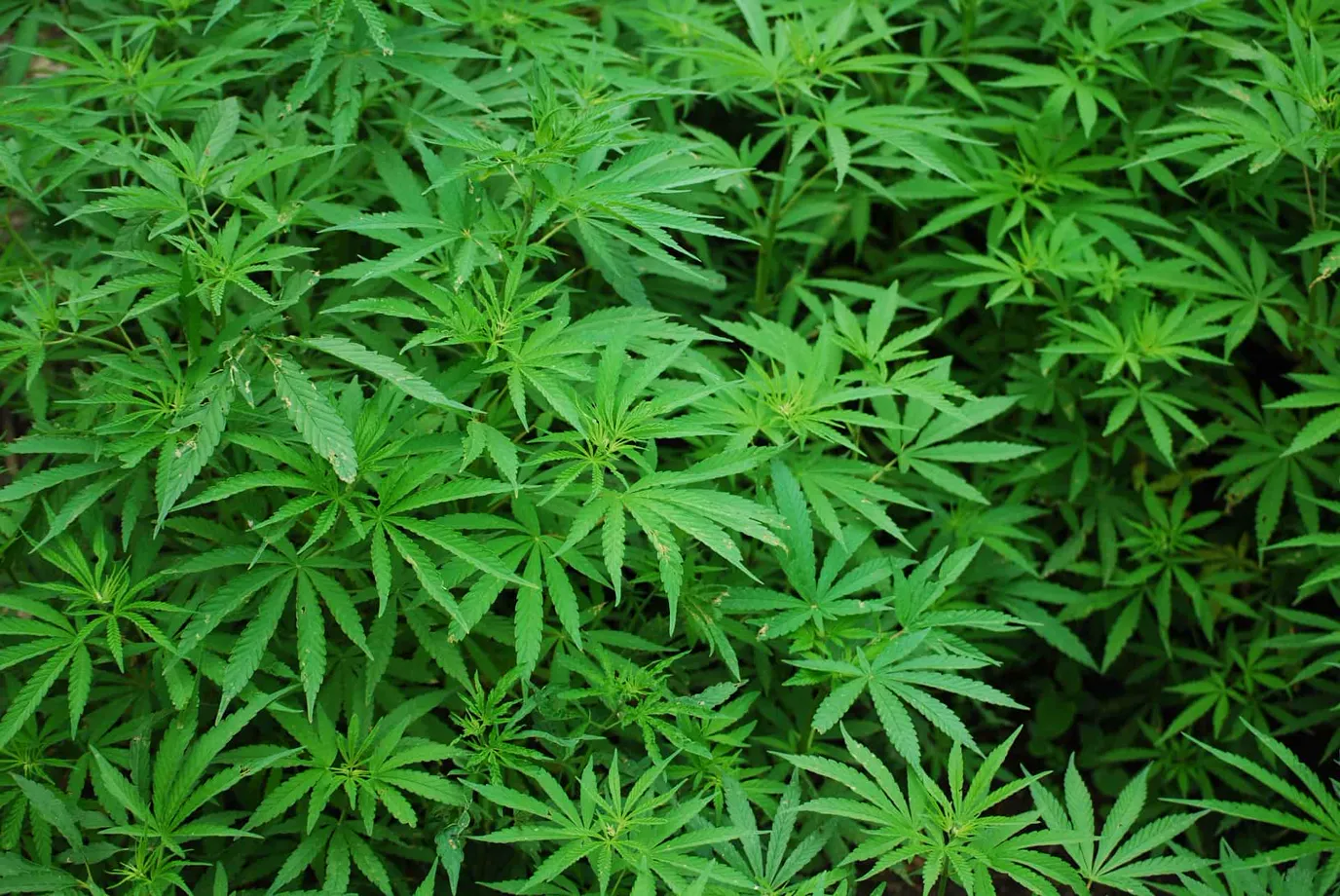 Une canopée dense de plants de cannabis
