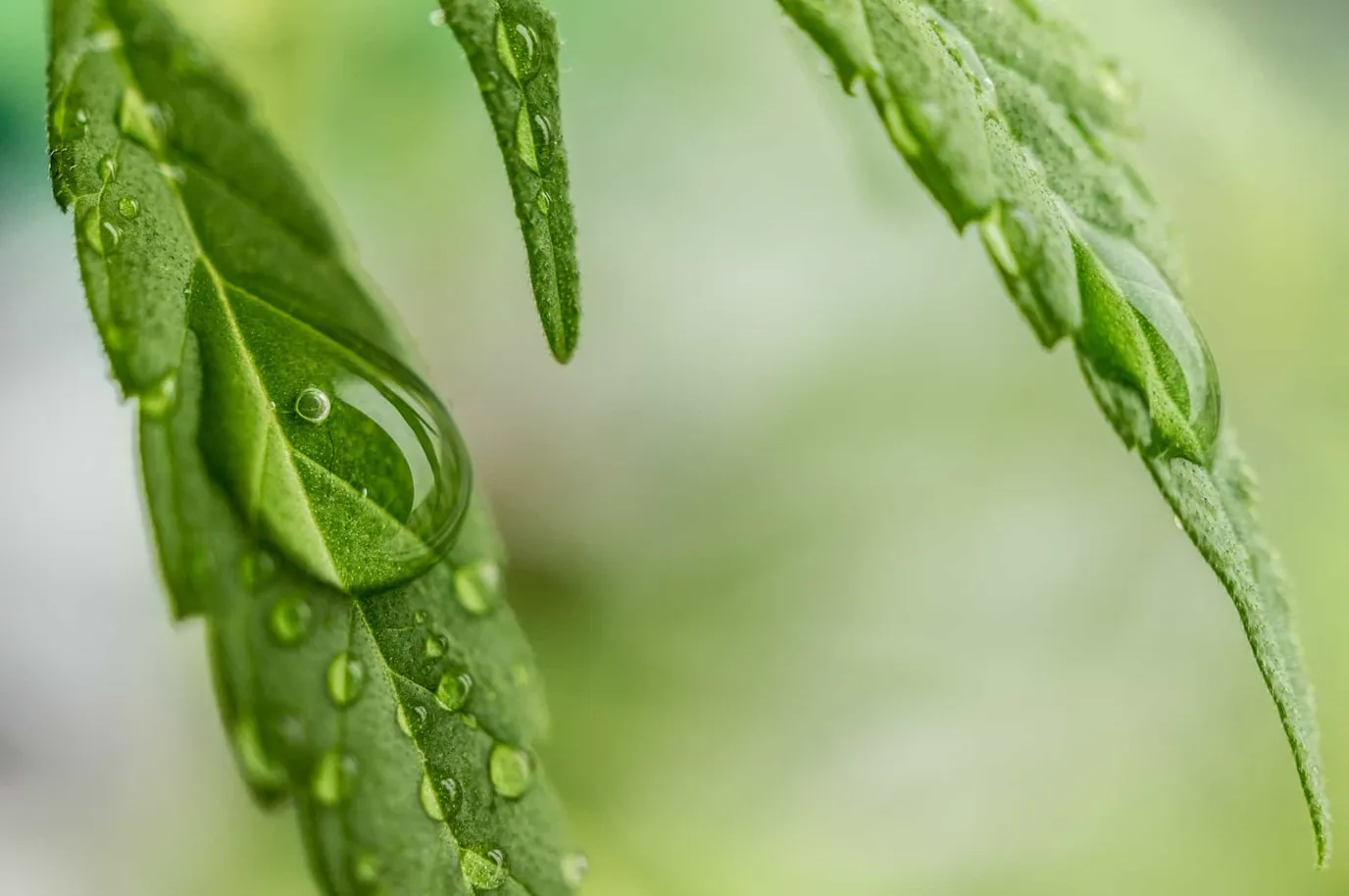 Une feuille de cannabis couverte de gouttes d’eau