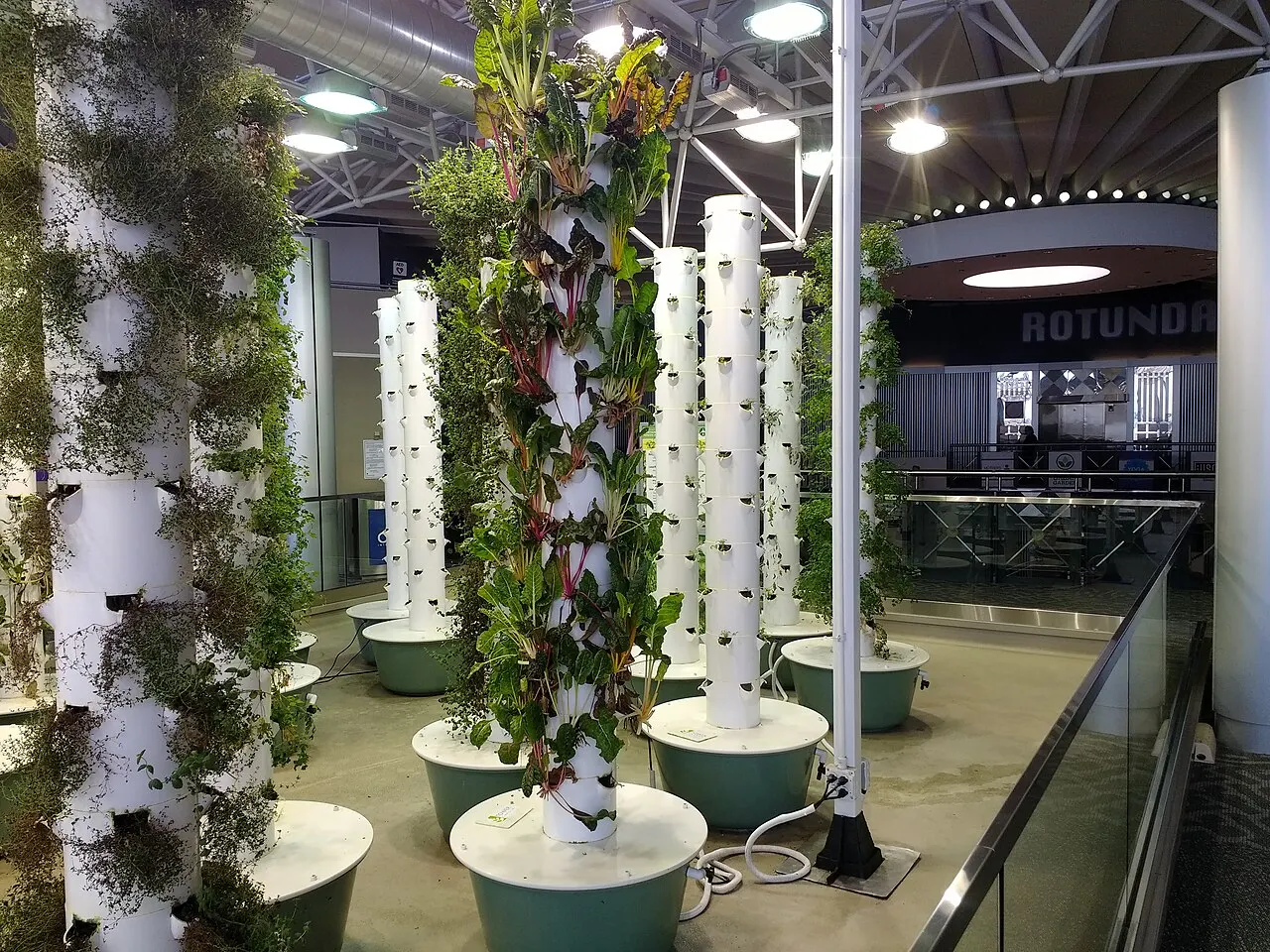 Aeroponic growing towers covered in greenery, in an indoor greenhouse