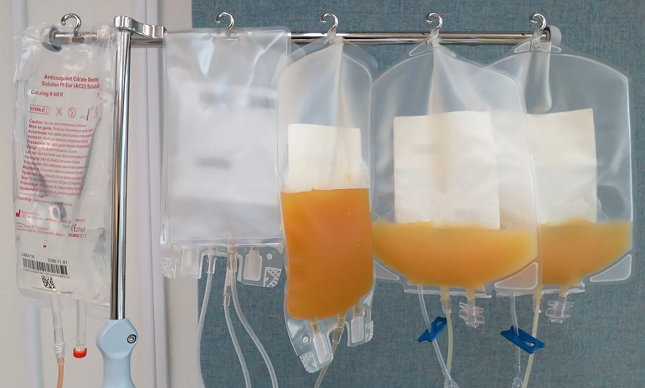 Poches de plasma sanguin en attente de traitement